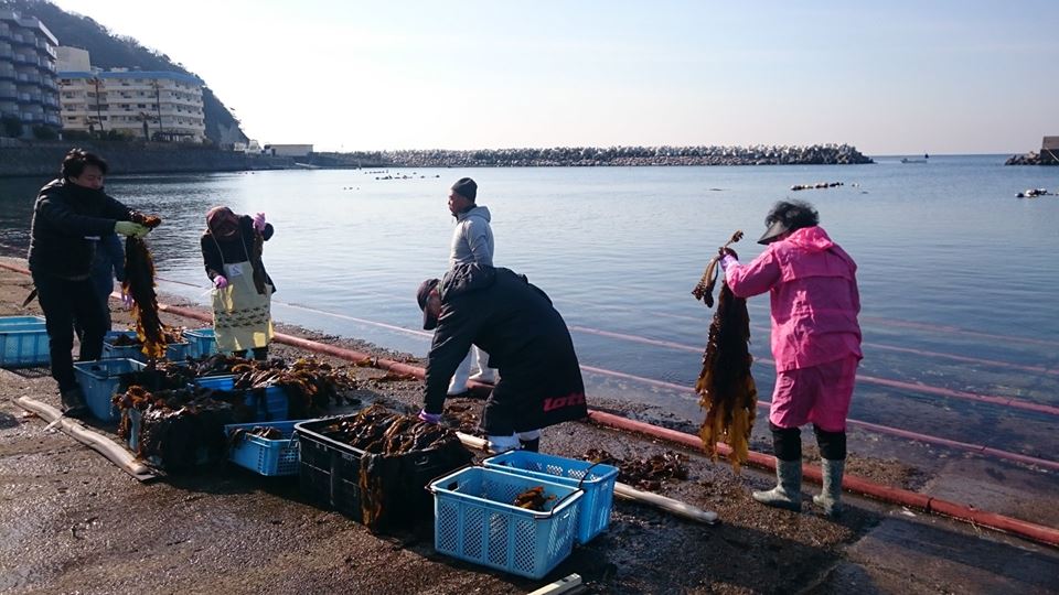 旬を迎えた【小坪わかめ収穫体験】参加者募集開始